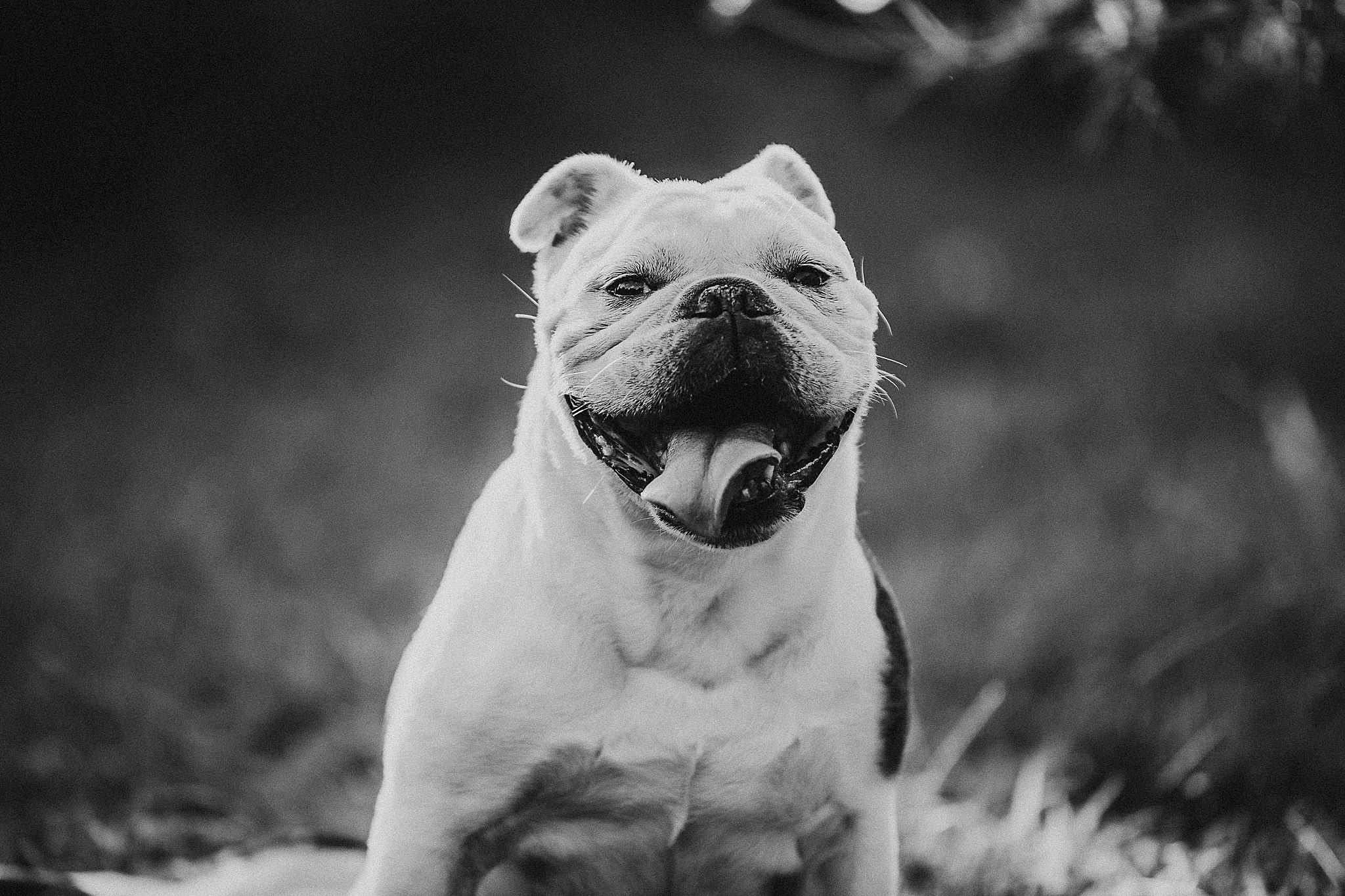 Black and white portrait of a happy English Bulldog with a big smile sitting outdoors.