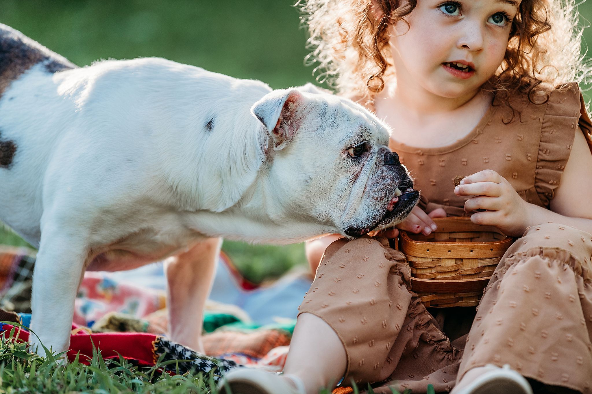 White bulldog and companion sitting on grass during outdoor summer playtime with red bowl nearby.