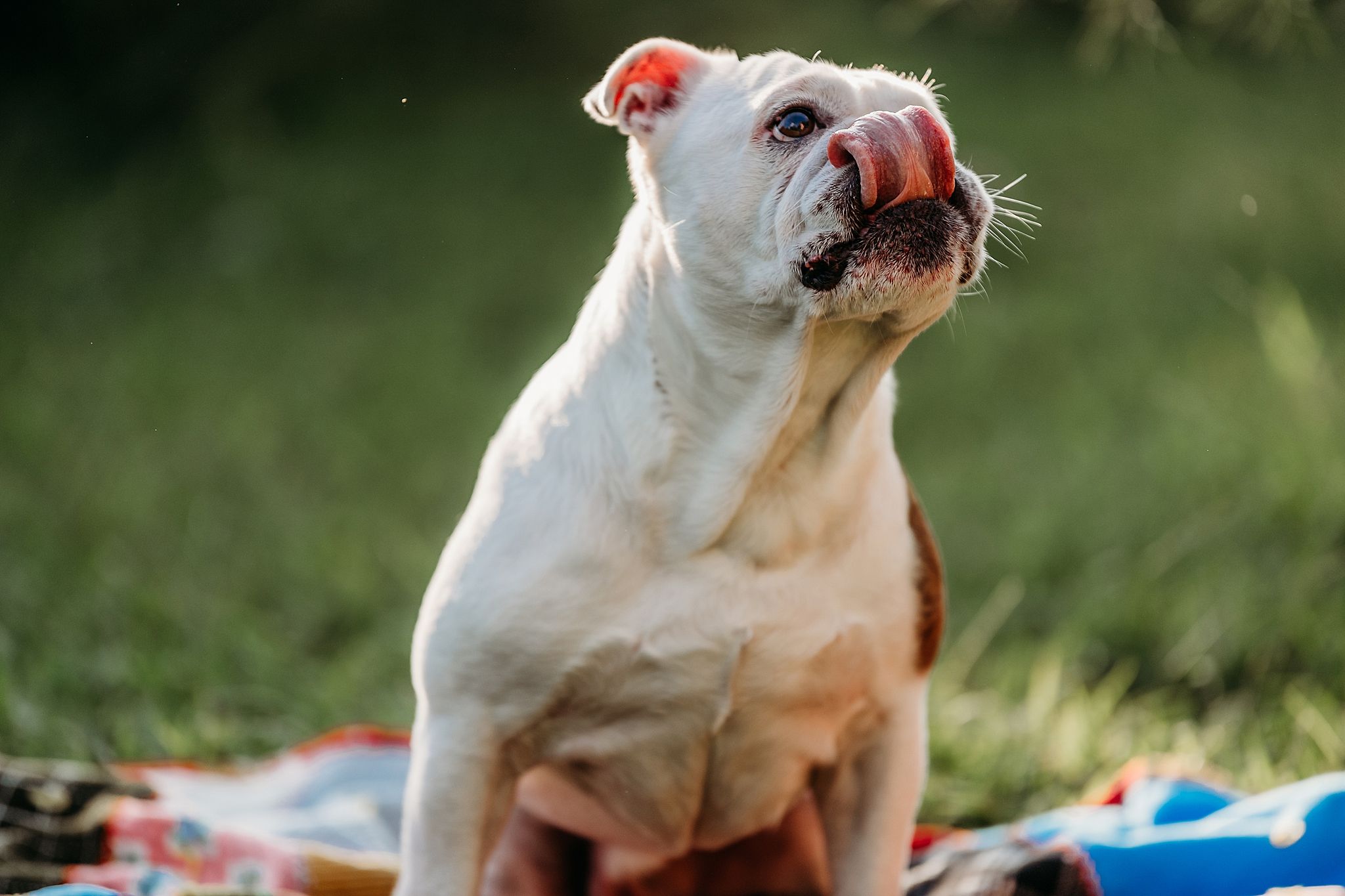 A white English bulldog sitting outdoors with a goofy expression and tongue sticking out against a blurred green background.