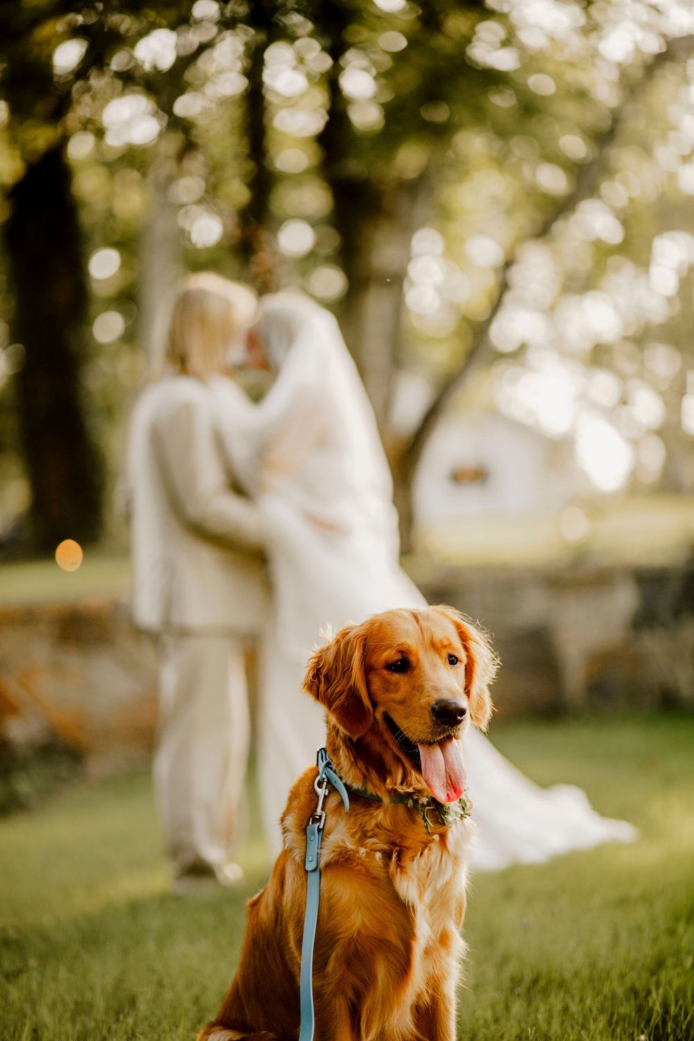 A golden retriever sits on grass while a couple embraces in the blurred background.