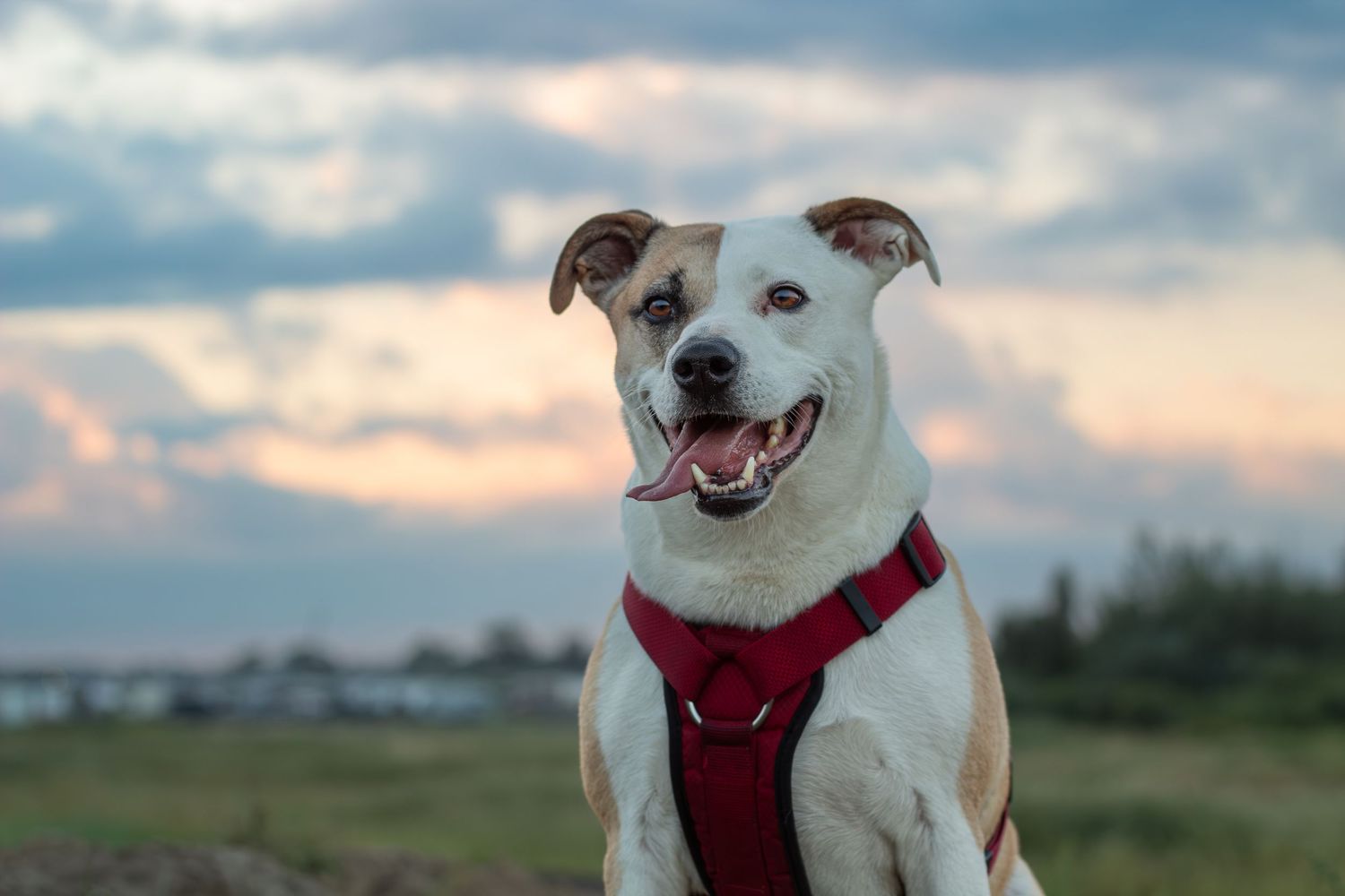 A happy white and brown dog wearing a red harness sits outdoors against a dramatic sunset sky.