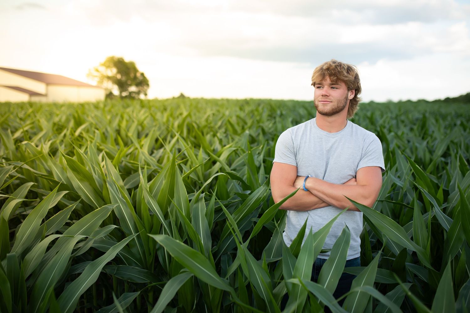 Panoramic view shows a row of six sequential photos of person observing and walking through lush green cornfields at sunset.