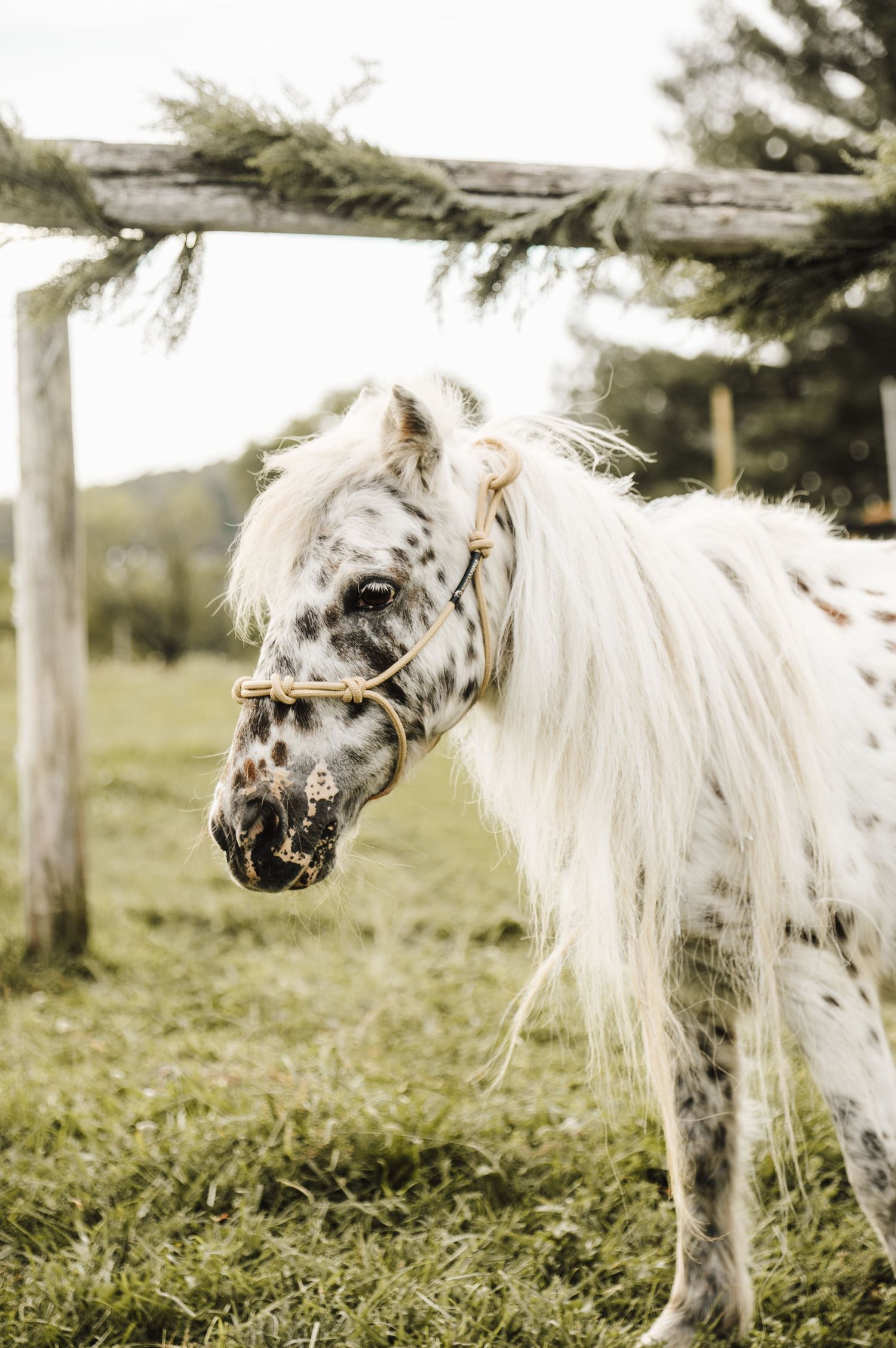 A white Appaloosa miniature horse with dark spots and a flowing mane stands in a green pasture wearing a gold halter.