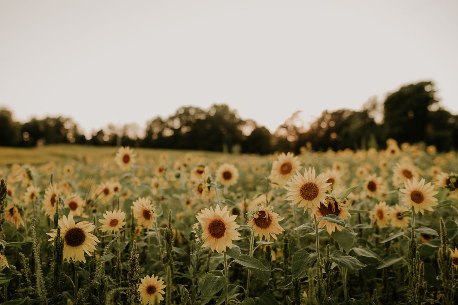 A field of golden sunflowers stretching to the horizon at sunset.