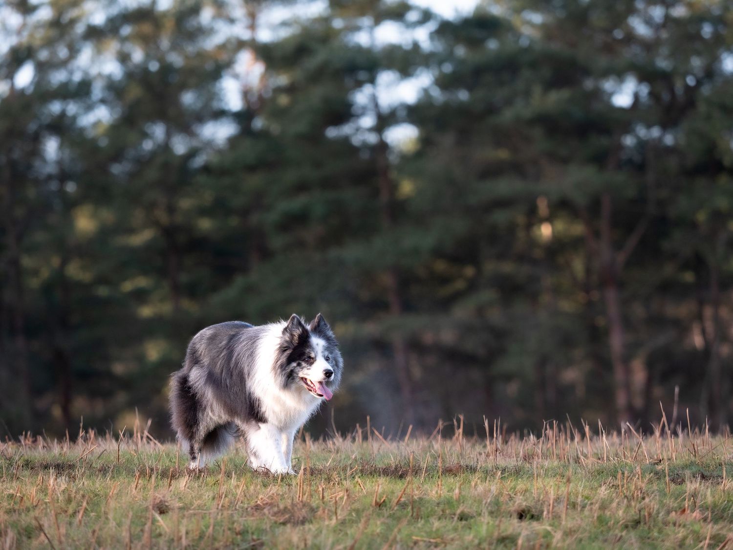 sheep dog aged 14 in a field Nottinghamshire staring into the distance.
wedding photographer
nottingham photographer
derby photographer
dog