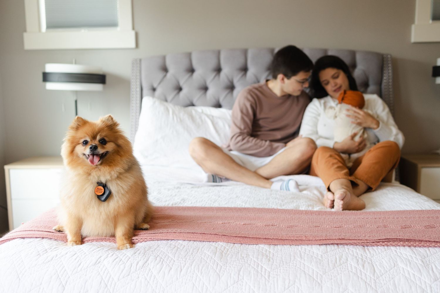 Fluffy Pomeranian dog sits on bed with couple relaxing together in bedroom.