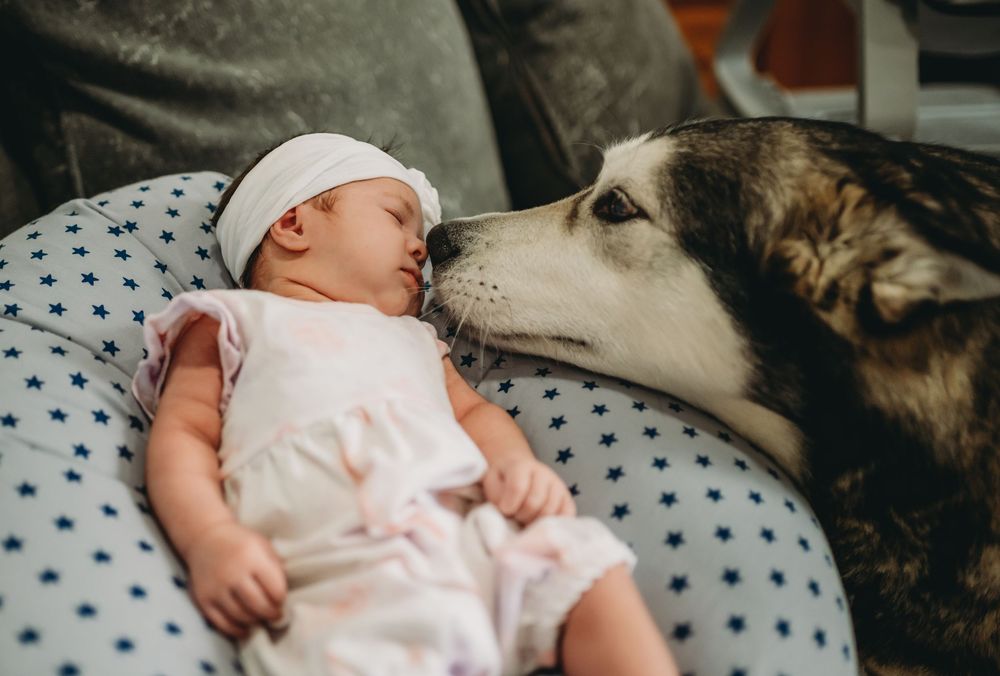 A gentle husky dog sniffs a sleeping baby lying on polka dot bedding.