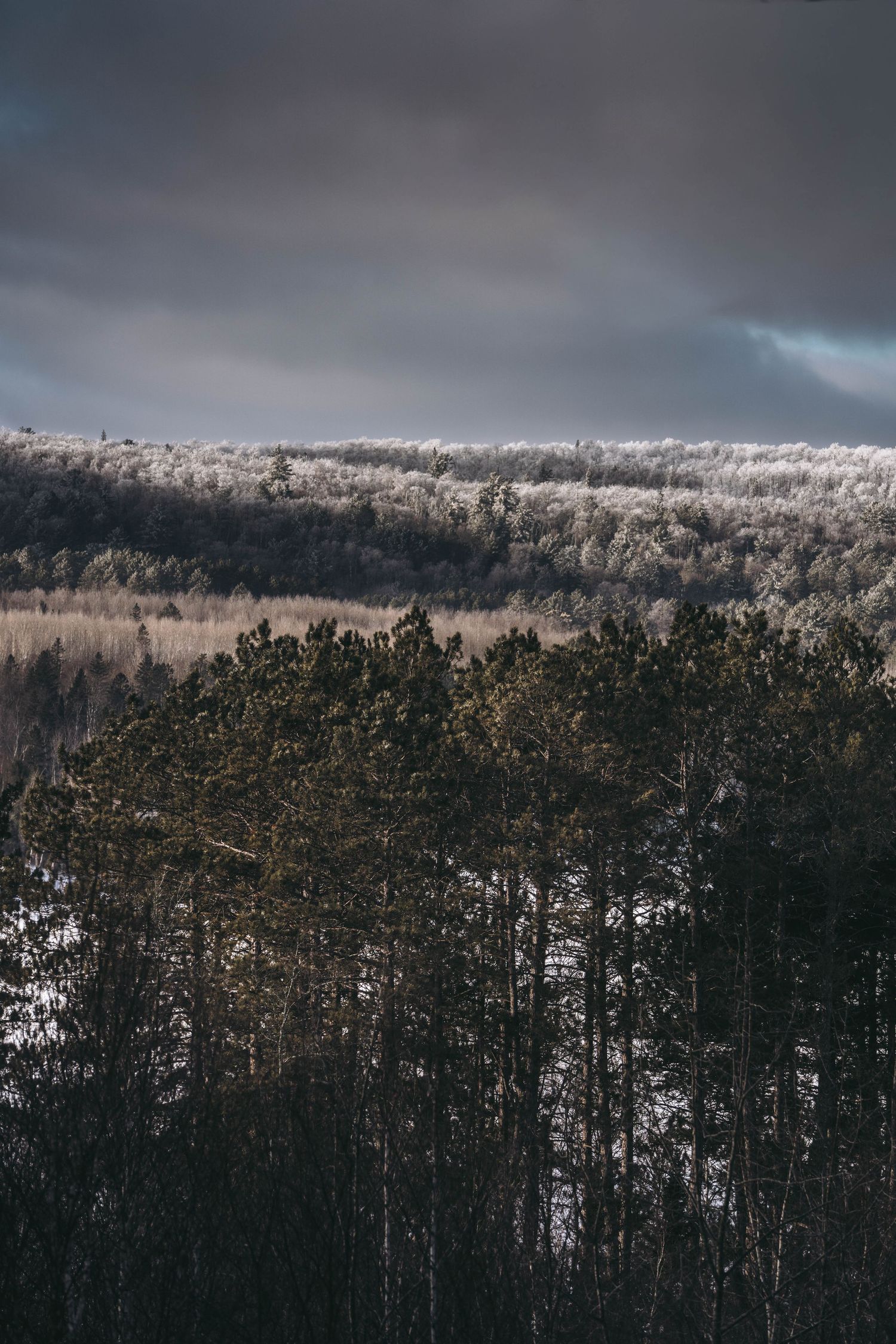A dramatic winter landscape featuring frost-covered trees on a hillside beneath a moody dark cloudy sky.