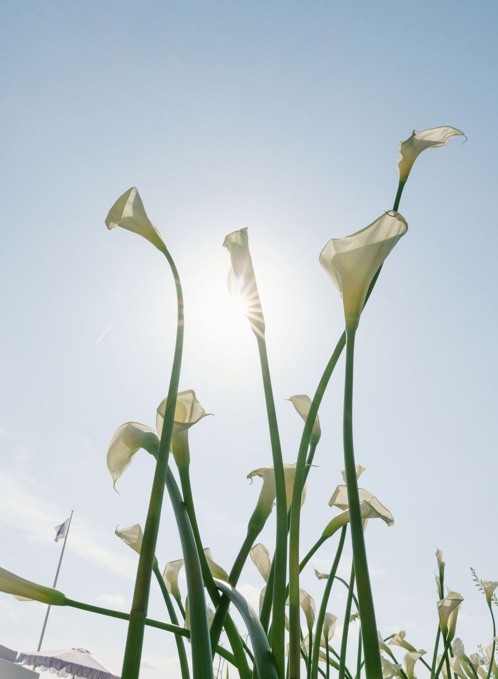 White calla lilies reach toward a bright sky against a light blue background.
