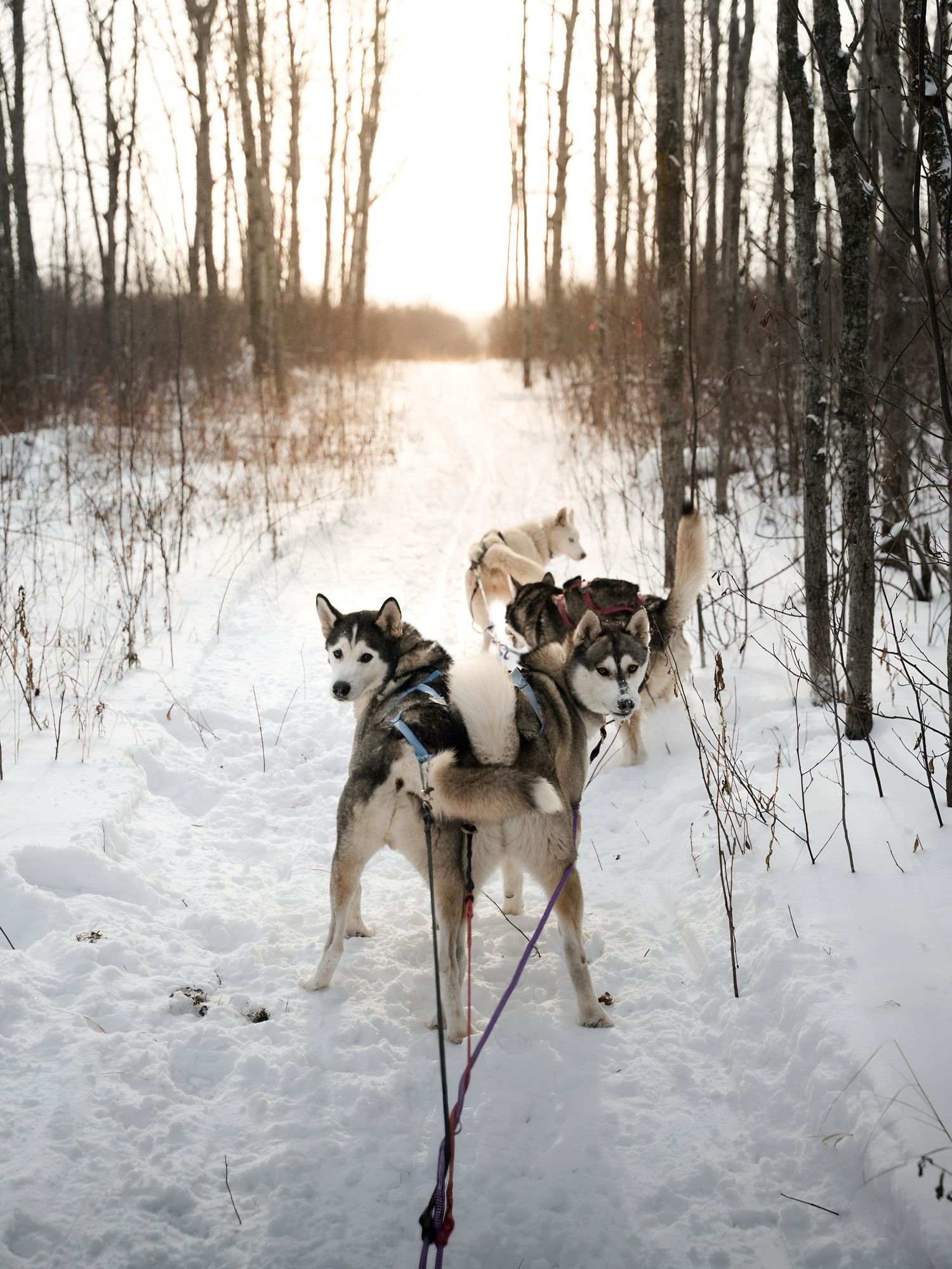 Husky sled dogs taking a break on a snowy forest trail during winter.