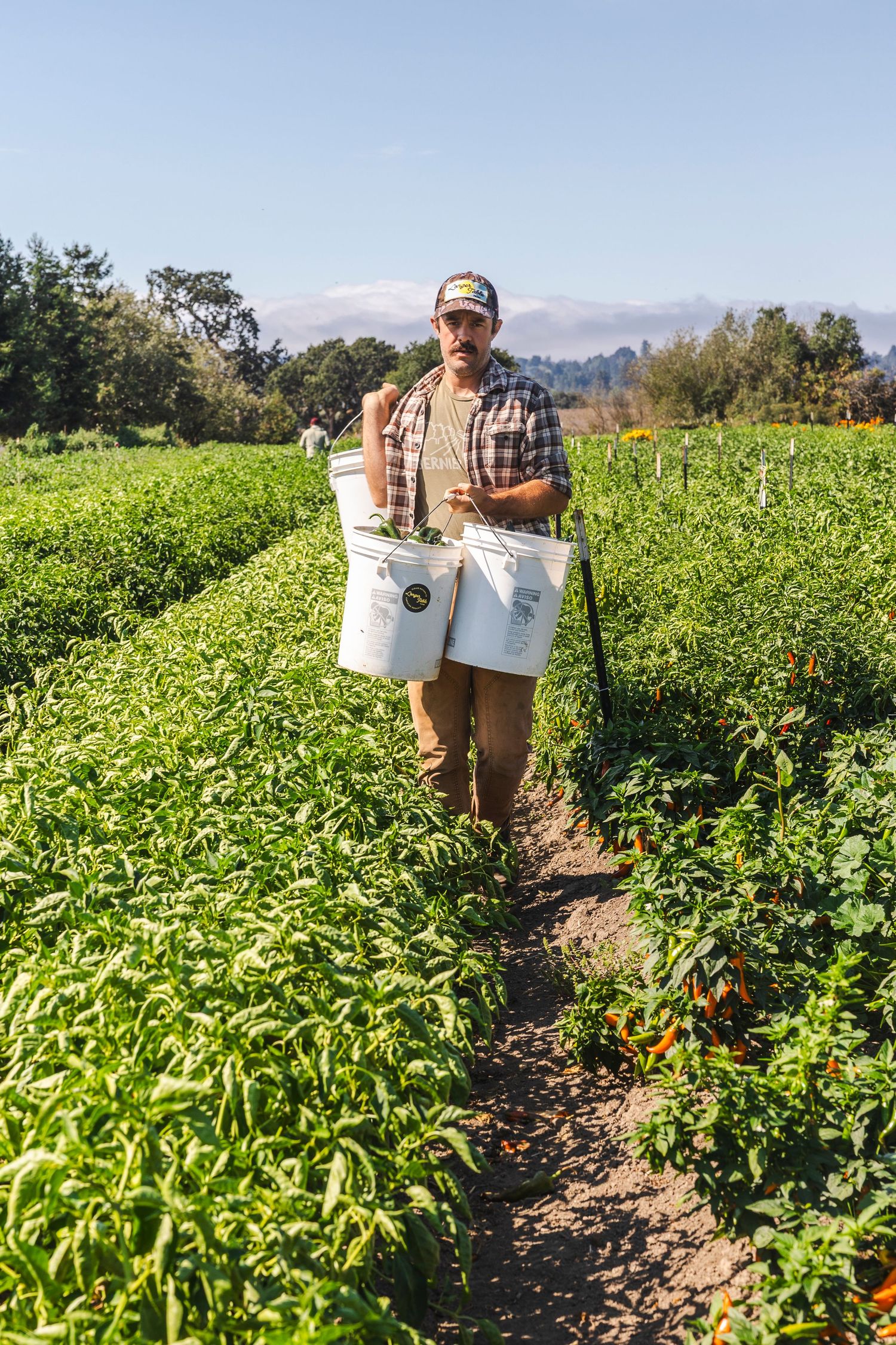 Farm worker harvesting fresh produce in green agricultural field rows on sunny day.