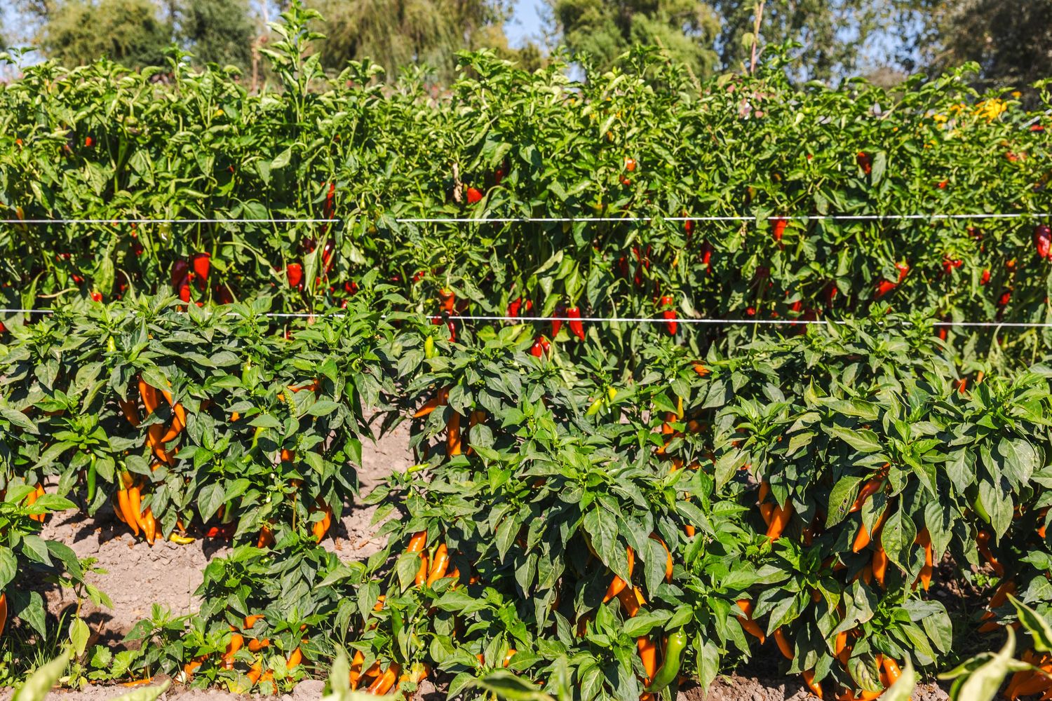 A panoramic view of chili pepper plants growing in a garden with bright red and orange peppers visible among green foliage.
