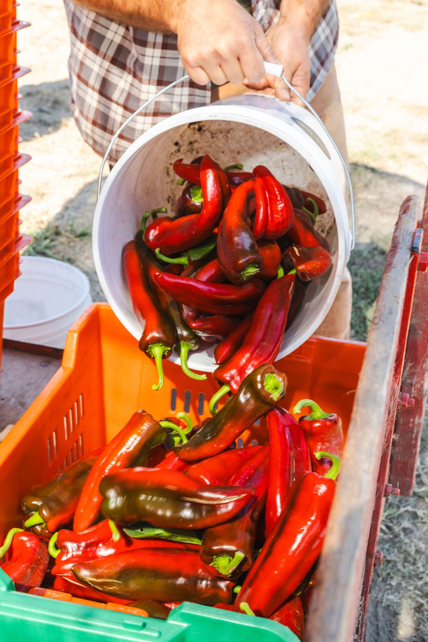 Fresh red and green chili peppers collected in white harvest buckets in bright sunlight.