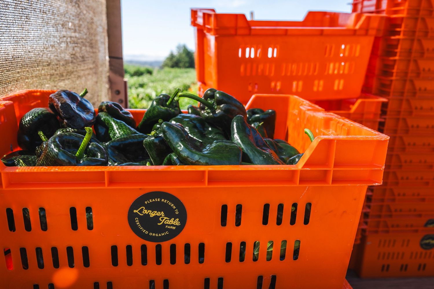 Orange plastic produce crates stacked in rows at an outdoor market or farm stand.