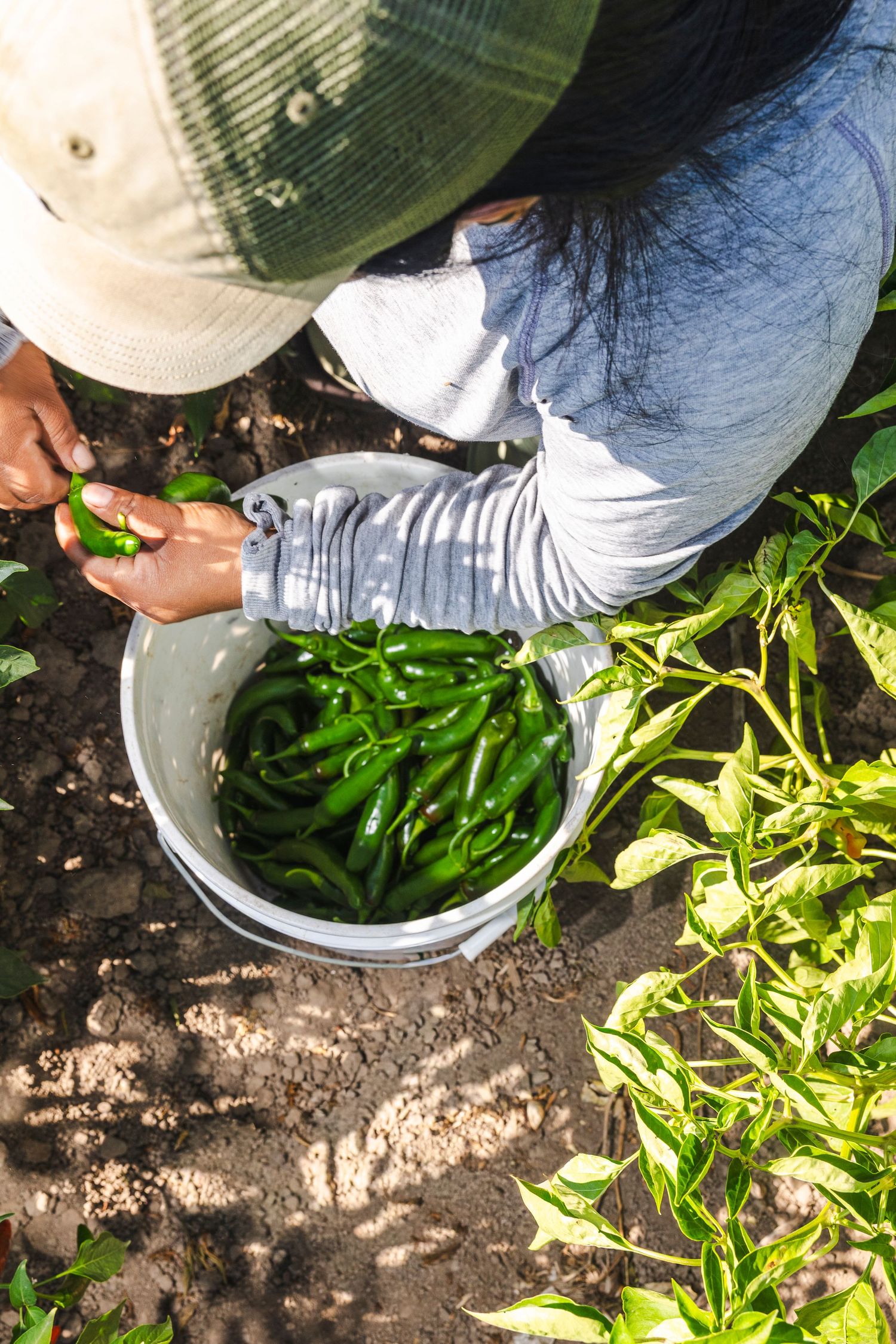 A sequence of someone harvesting fresh green vegetables from a garden into a white bucket.