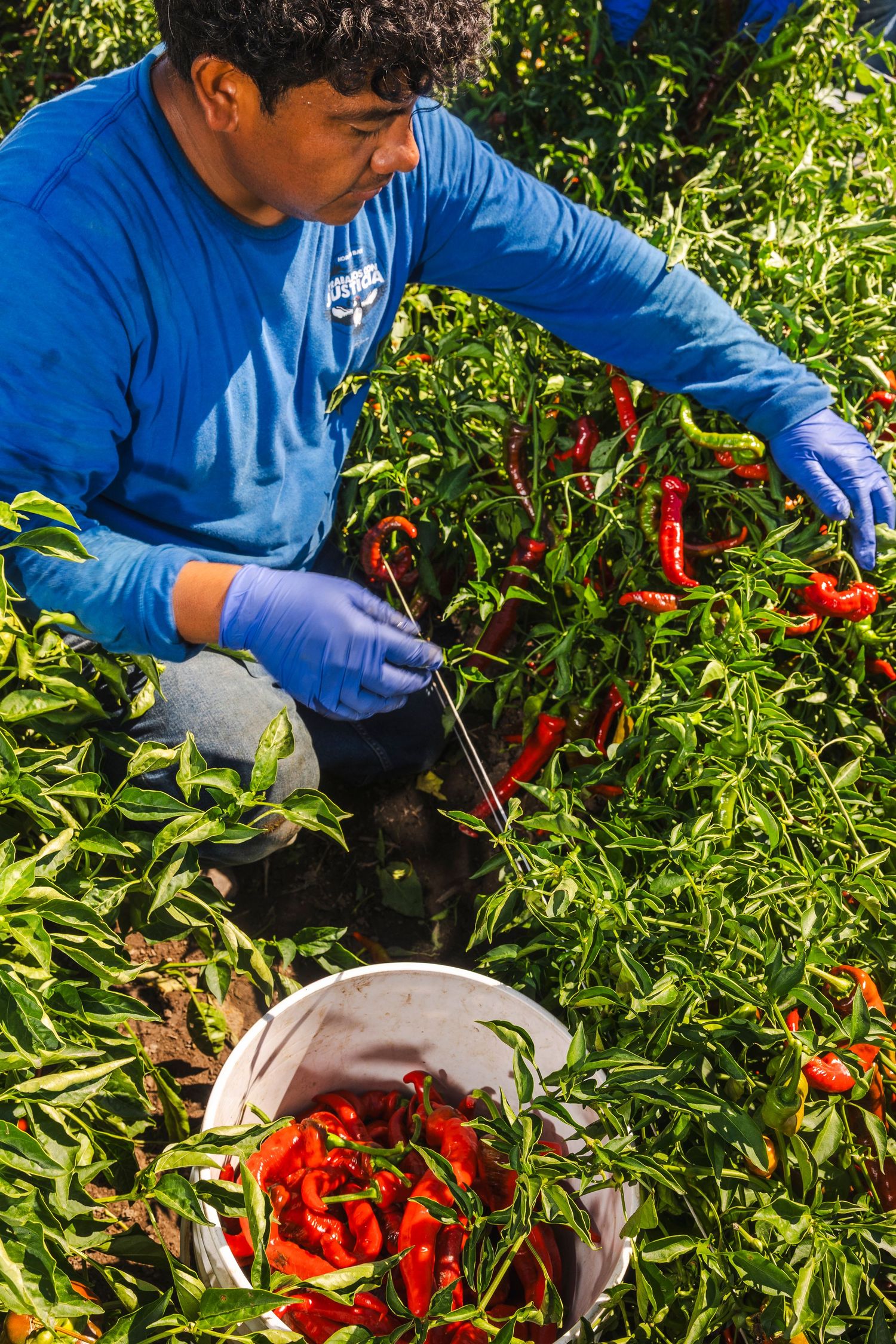 Gardener wearing blue protective gloves harvests bright red chili peppers from lush green plants in sunlight.