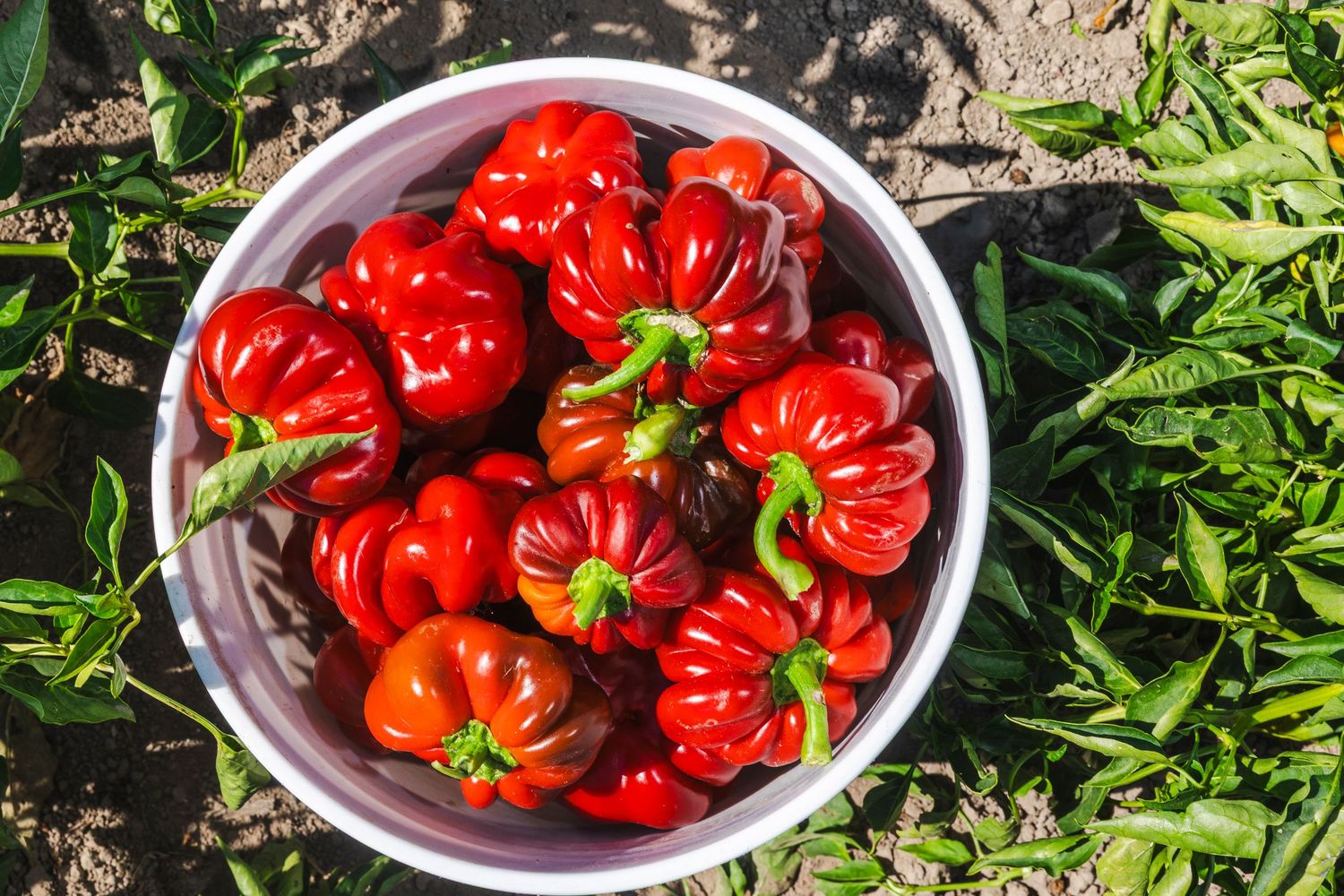 Fresh red Trinidad Scorpion peppers harvested from the garden and collected in a white bowl.