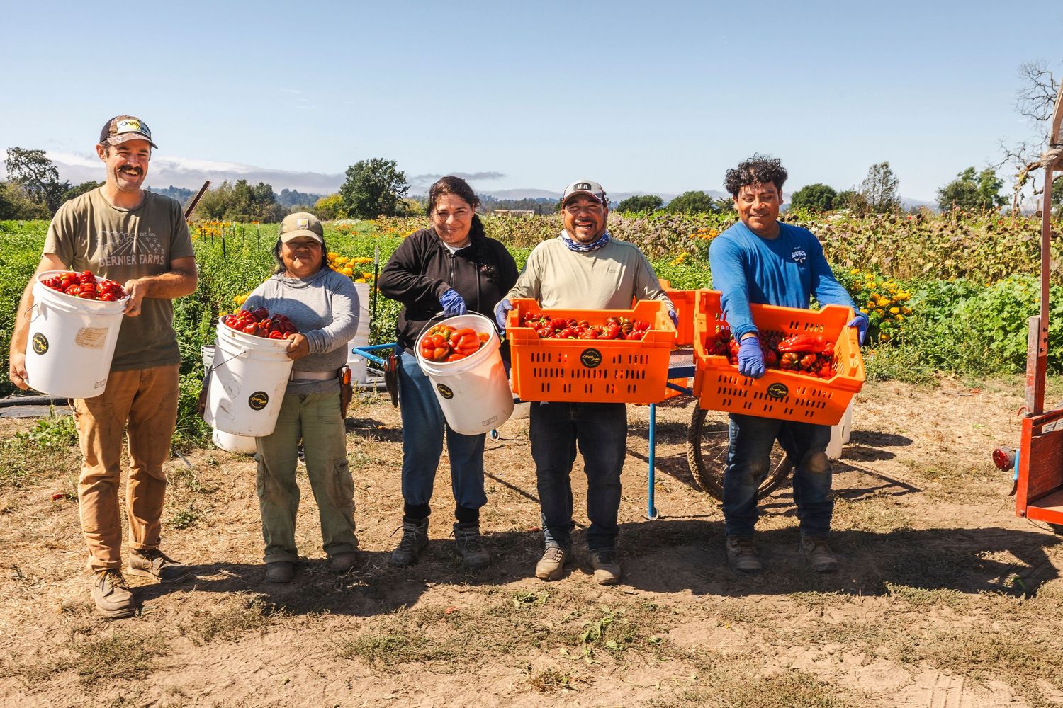 A group of volunteers pose with orange harvest baskets in a sunny agricultural field.