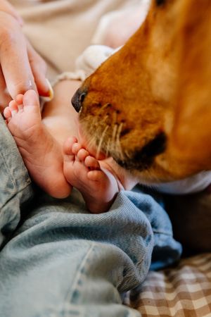 A golden dog gently sniffing a newborn baby's tiny feet while resting on a parent's lap.