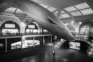 A series of black and white architectural photographs showing modern interior spaces with dramatic lighting and curved forms.