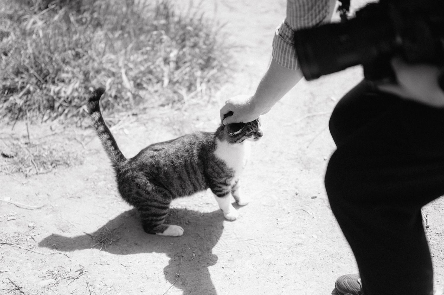 A black and white photo shows someone petting a tabby cat outdoors on a sunny path.
