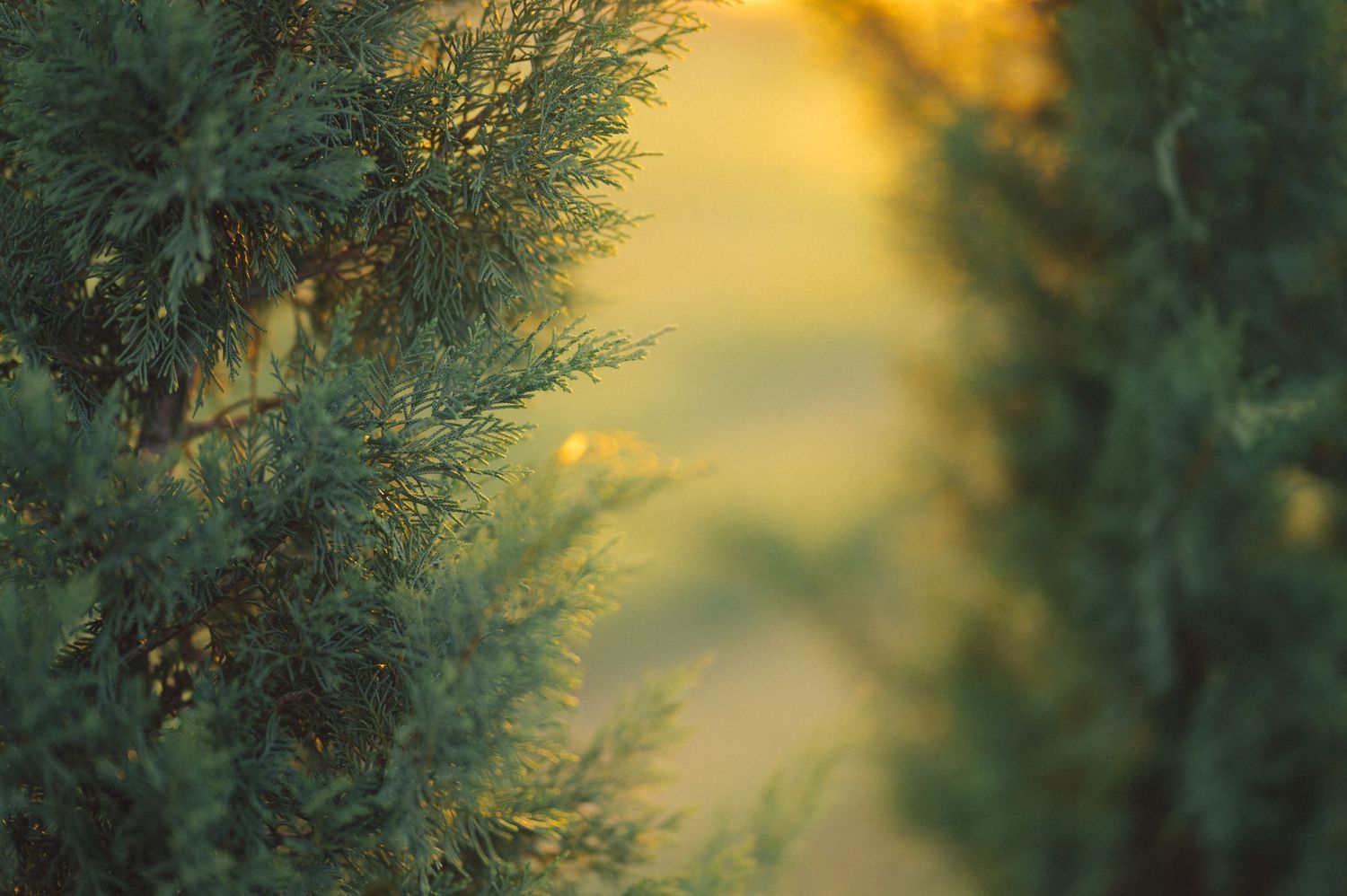 Sunlit evergreen branches in soft focus create a dreamy golden bokeh effect against a warm sunset background.