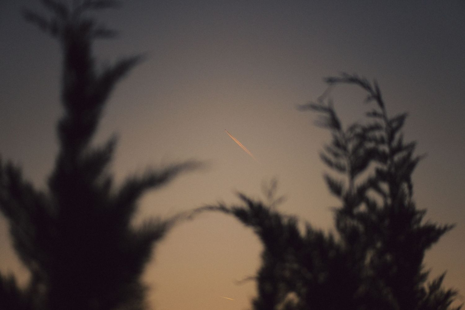 A glowing meteor streak cuts across a dusky sunset sky with silhouetted evergreen trees in the foreground.