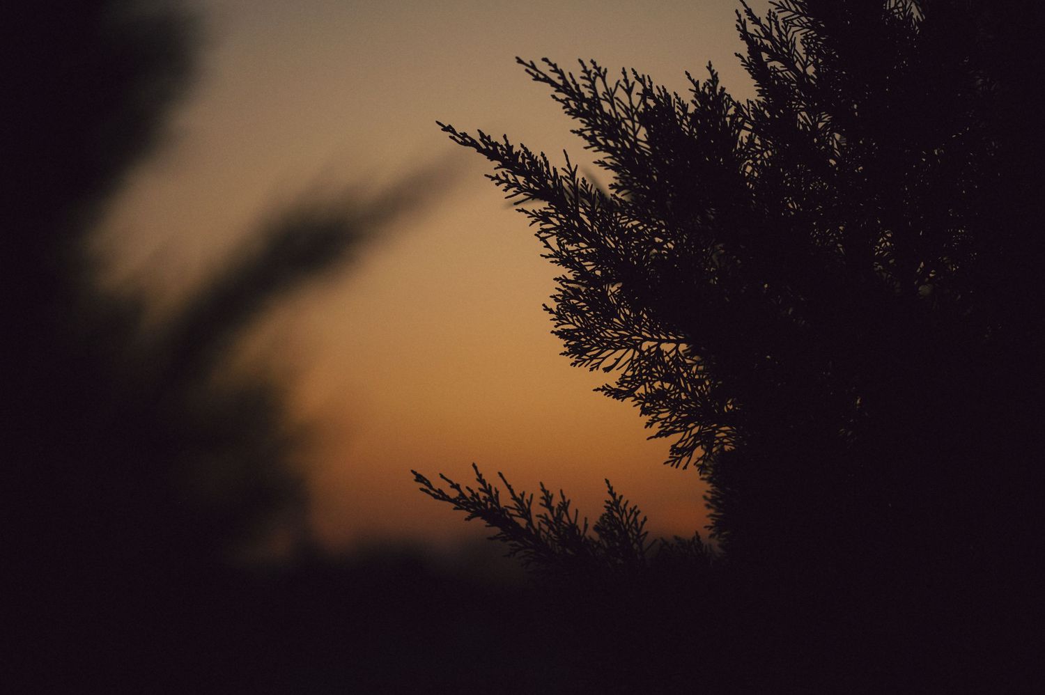 Silhouette of tree branches against a glowing orange sunset sky creating a moody atmospheric scene.