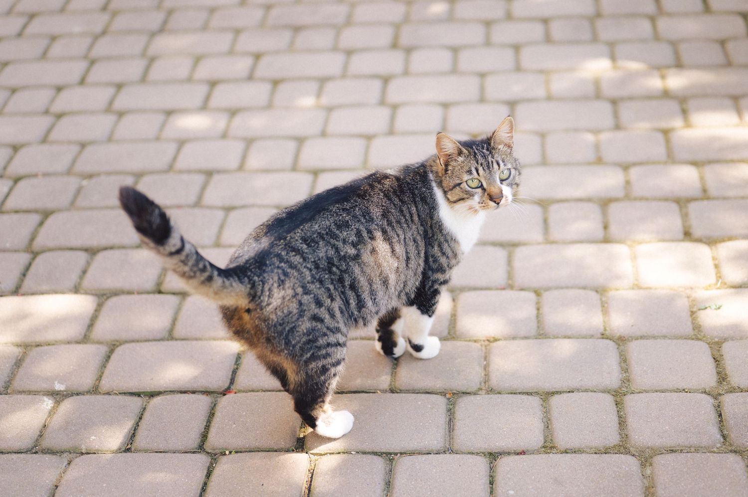 A tabby cat stands on patterned brick pavement, casting shadows in the sunlight.