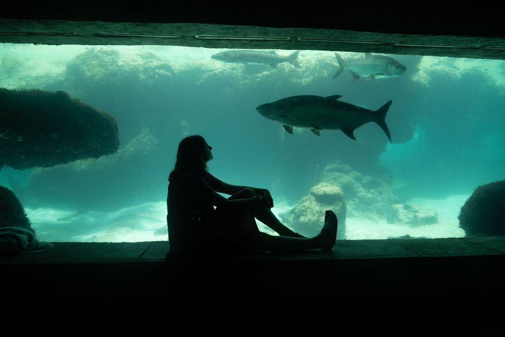 Silhouette of a visitor watching fish swim in a large aquarium tank's ethereal blue glow.