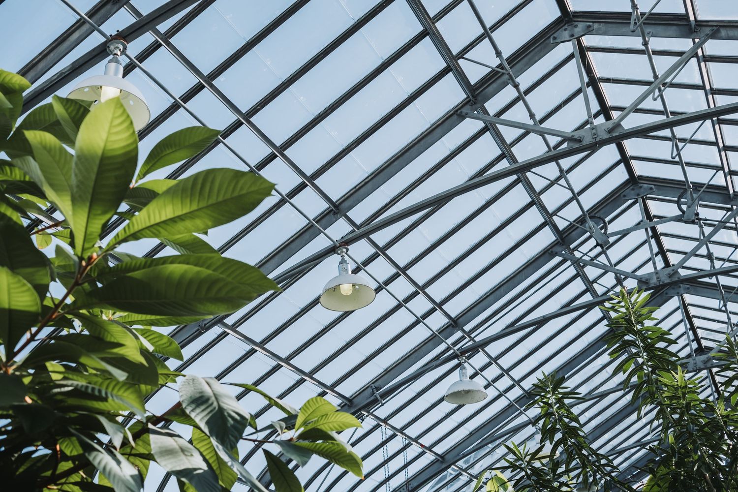 The top of a conservatory is pictured with tropical plants all around.