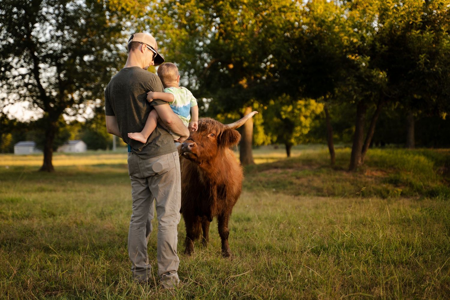 Dad holds toddler while a small cow reaches its head toward them for treats during a farm documentary family photography session near Tulsa.