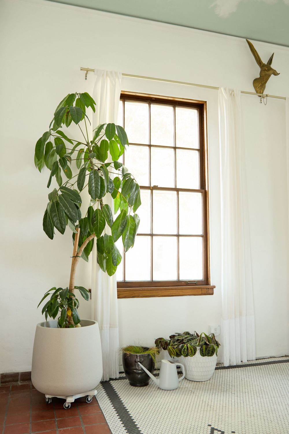 Bright room with large potted plants near windows and white tile flooring.