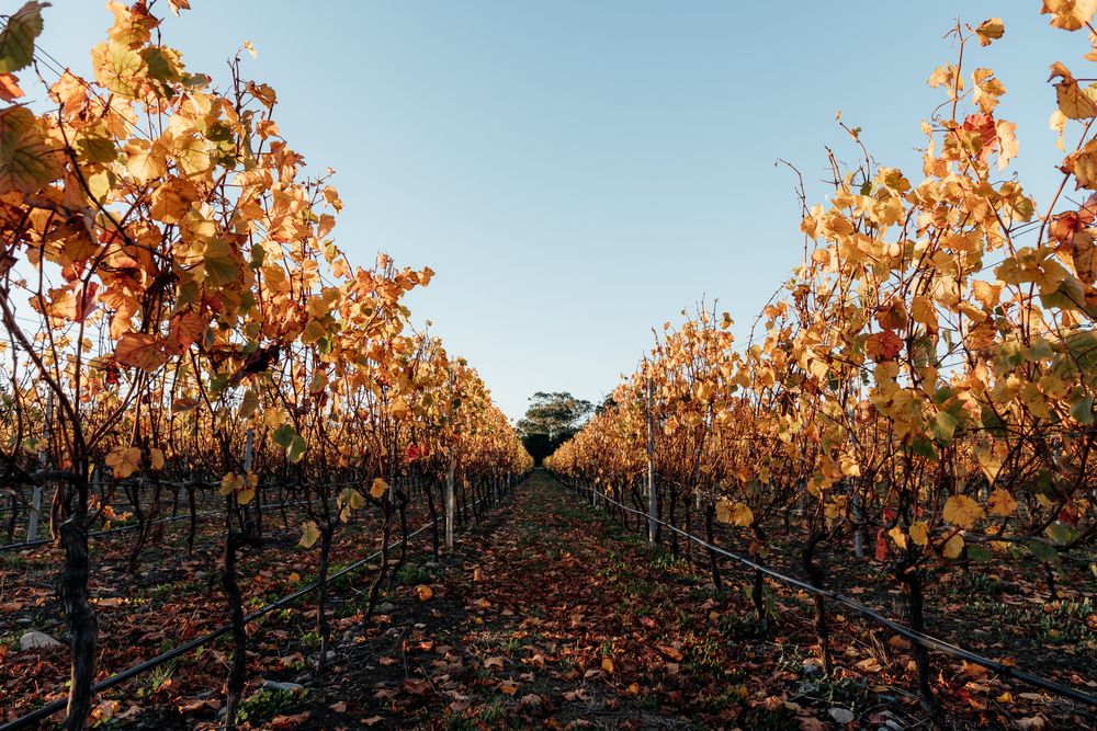 Panoramic view of autumn vineyard rows at Te Kairanga Wairarapa with golden-orange leaves against blue sky by August & Vine