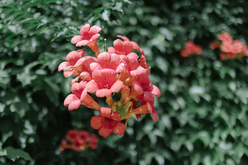 Coral pink climbing roses bloom in clusters against a blurred green foliage background.