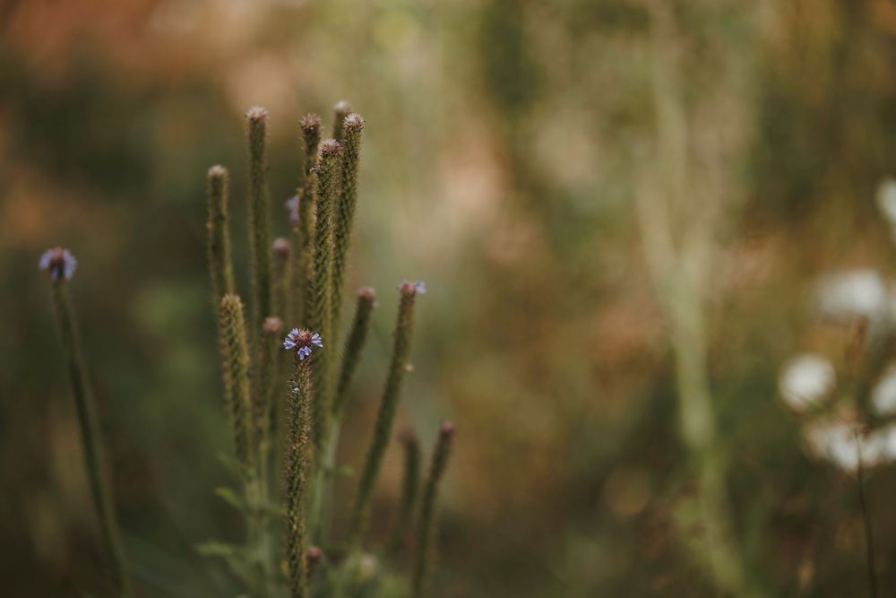 Close-up of wild purple wildflowers and green stems with soft bokeh forest background.