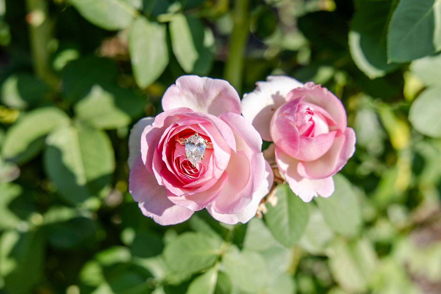 Creative Ring detail photo at the Fort Worth Botanic Gardens by Luxury wedding Photographer Chloe Storm Photo.
