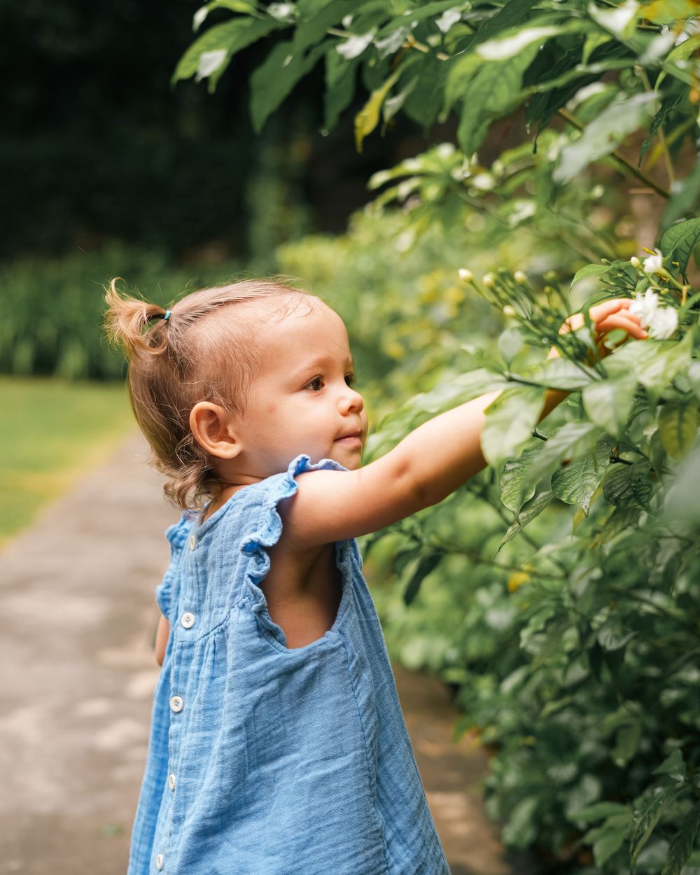 A toddler in a blue dress reaches for something in a leafy bush.