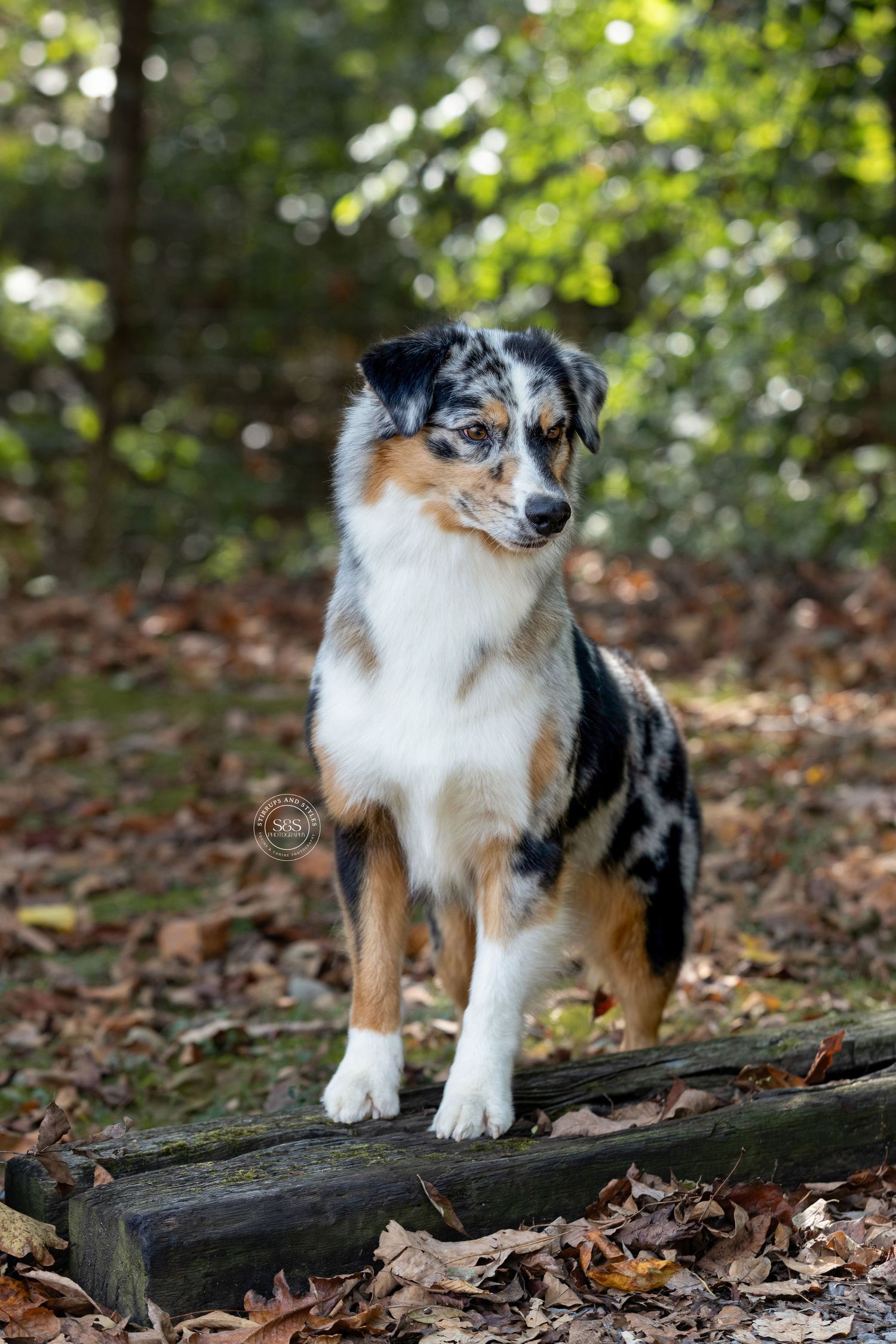 Australian Shepherd with tri-colored coat standing proudly on a log in autumn leaves.