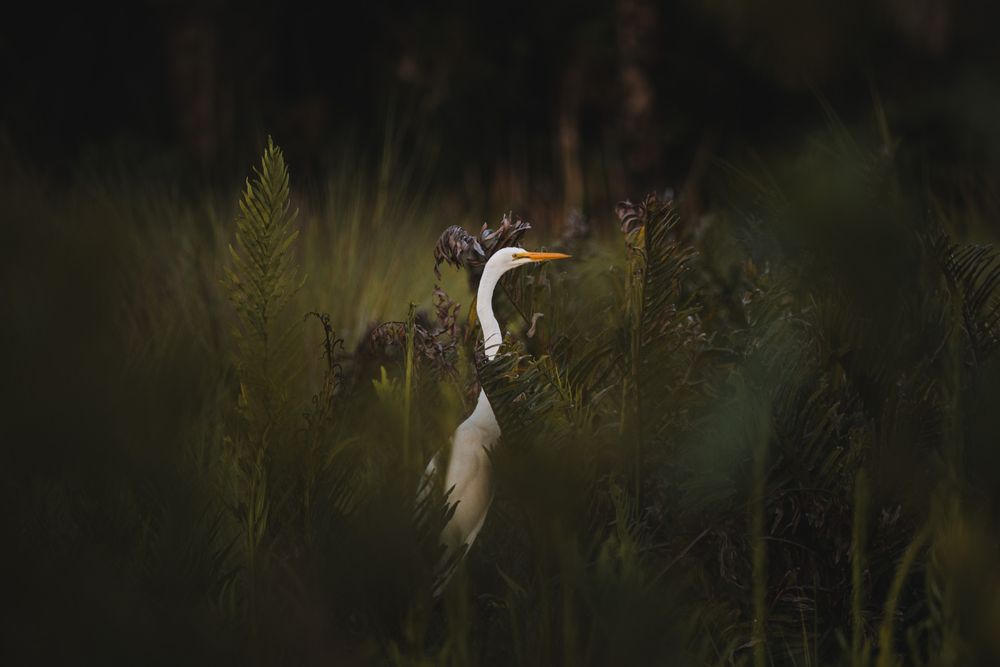 Florida Lifestyle photographer Matt Johnson captures coastal wildlife and adds to the beach theme of family vacation photography. MJ Photo