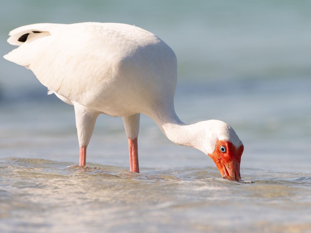 Family photographer that includes nature and wildlife into the gallery. MJ Photograph family photography Destin Florida. Bird ID guide. Ibis