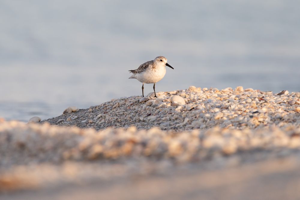 Florida Lifestyle photographer Matt Johnson captures coastal wildlife and adds to the beach theme of family vacation photography. MJ Photo
