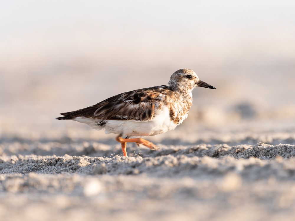 Florida Lifestyle photographer Matt Johnson captures coastal wildlife and adds to the beach theme of family vacation photography. MJ Photo