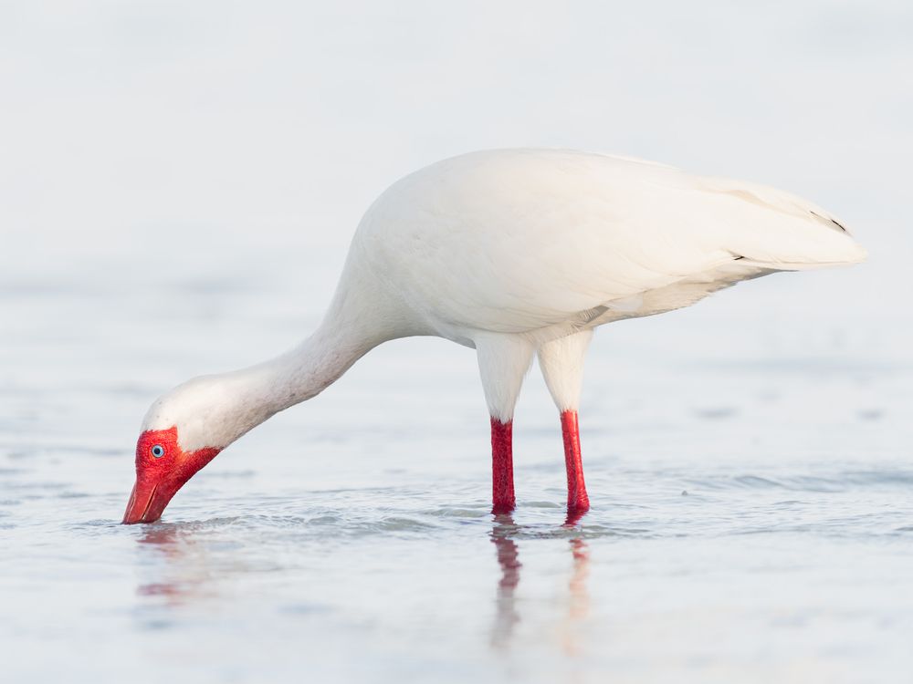 Florida Lifestyle photographer Matt Johnson captures coastal wildlife and adds to the beach theme of family vacation photography. MJ Photo
