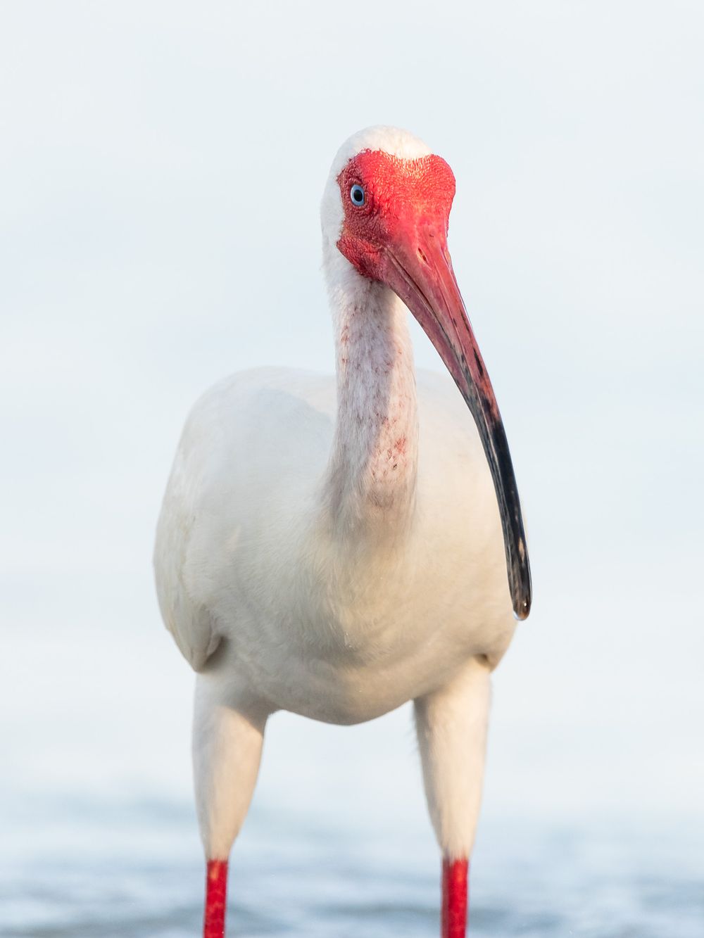 Florida Lifestyle photographer Matt Johnson captures coastal wildlife and adds to the beach theme of family vacation photography. MJ Photo