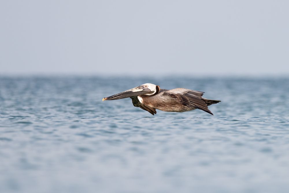 Family photographer that includes nature and wildlife into the gallery. MJ Photograph family photography Destin Florida