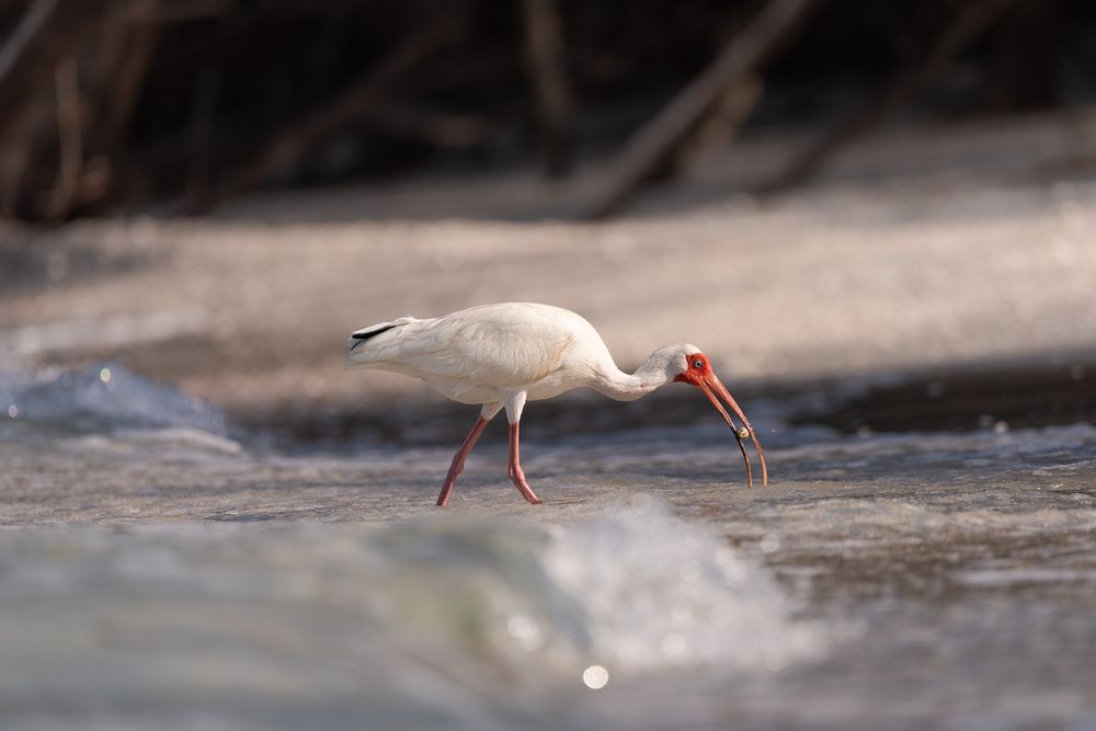 Family photographer that includes nature and wildlife into the gallery. MJ Photograph family photography Destin Florida