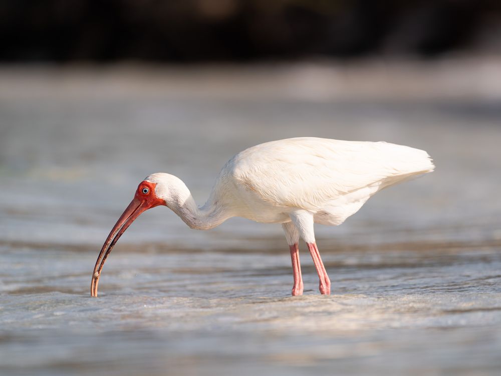 Family photographer that includes nature and wildlife into the gallery. MJ Photograph family photography Destin Florida. Bird ID guide. Ibis
