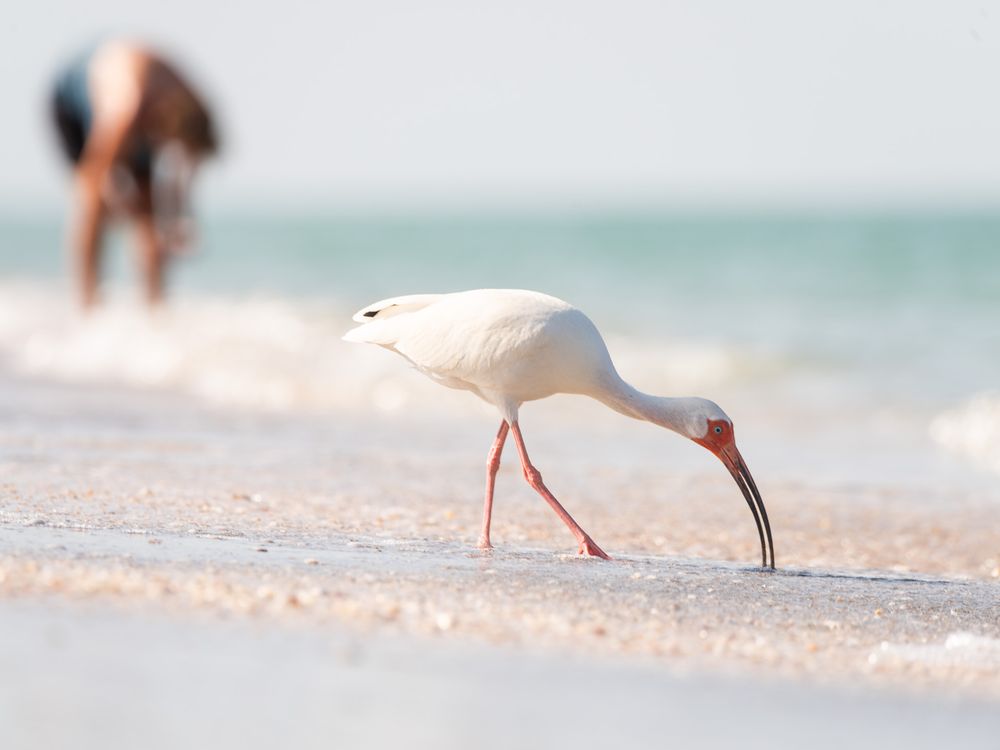 Family photographer that includes nature and wildlife into the gallery. MJ Photograph family photography Destin Florida. Bird ID guide. Ibis