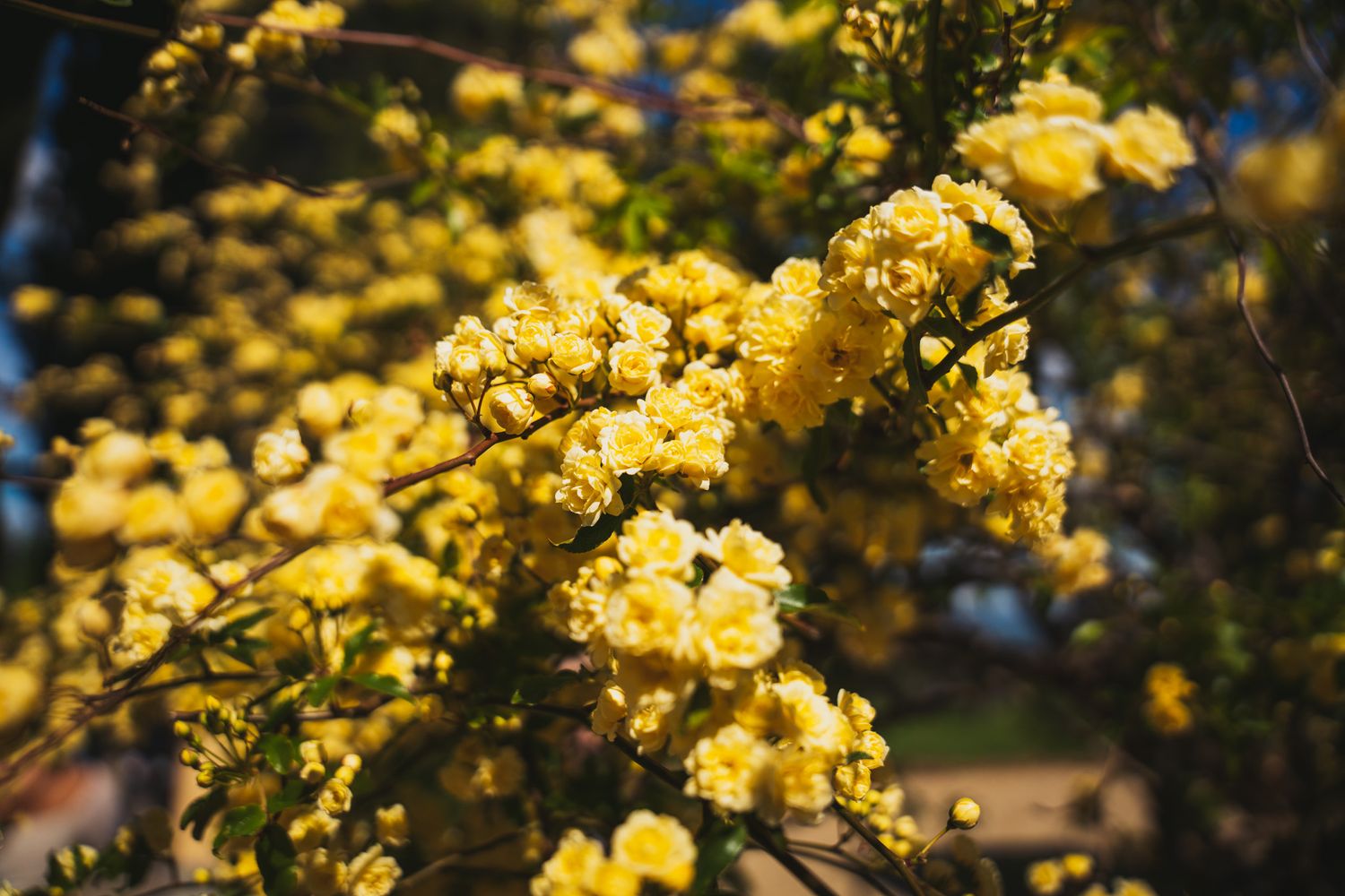Vibrant yellow spring blossoms clustering on branches against blue sky.
